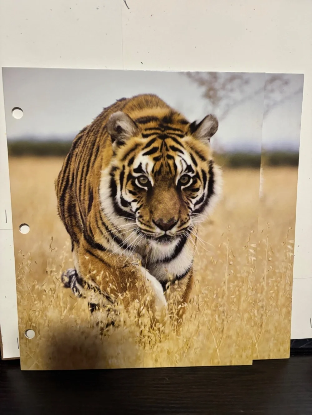 Tiger folders x 3
